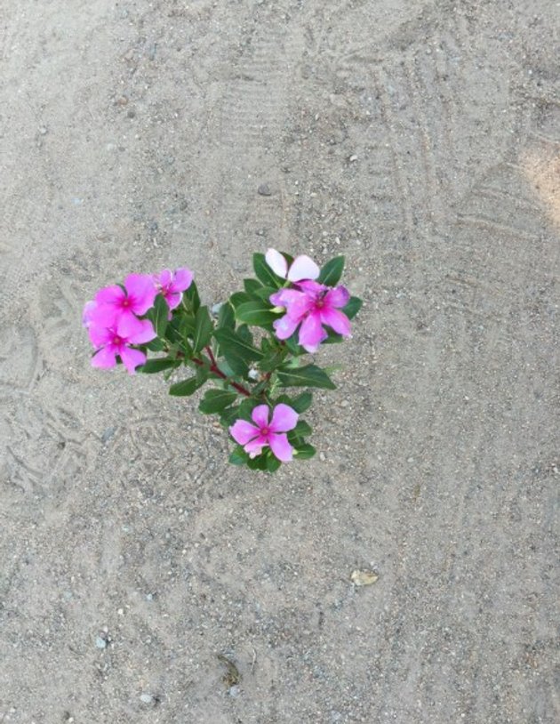 A pink flower blooming in cracked, sandy ground